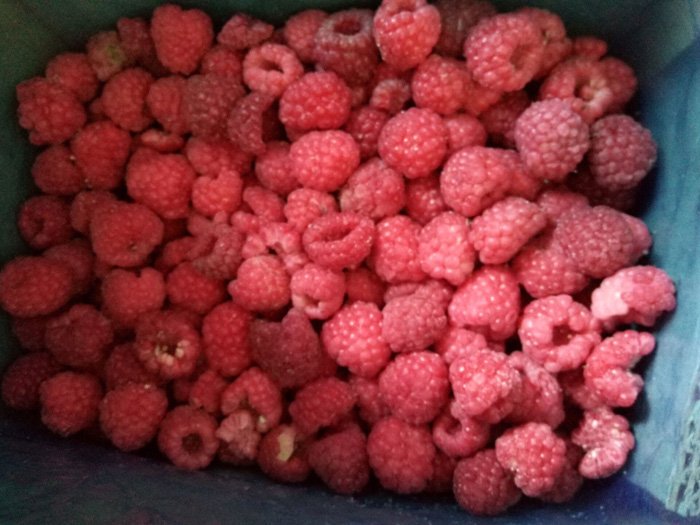 IQF Raspberry